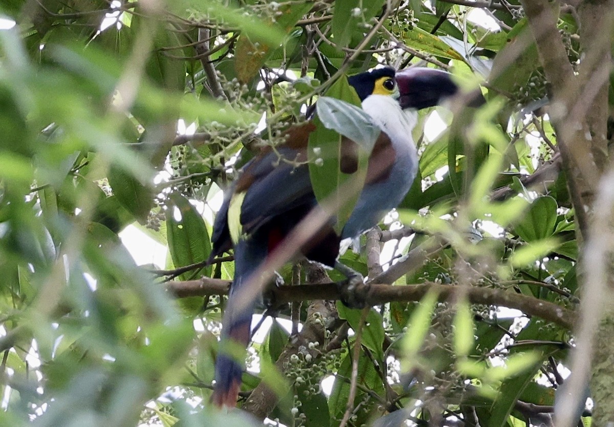 Black-billed Mountain-Toucan - ML643420323