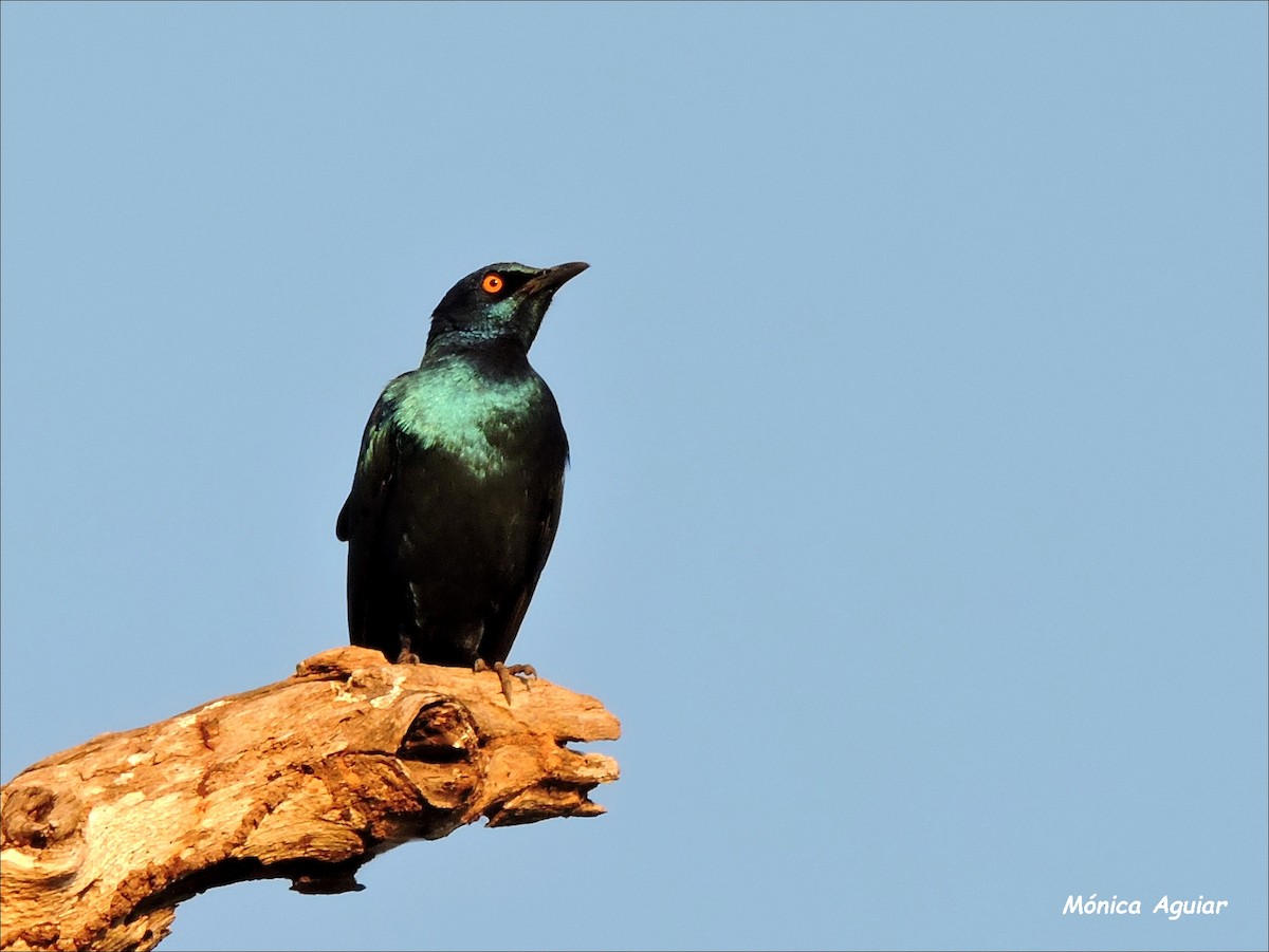 Cape Starling - ML643420328