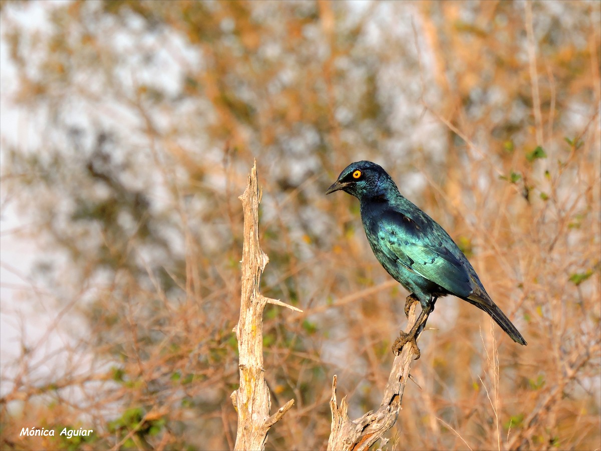 Cape Starling - ML643420329