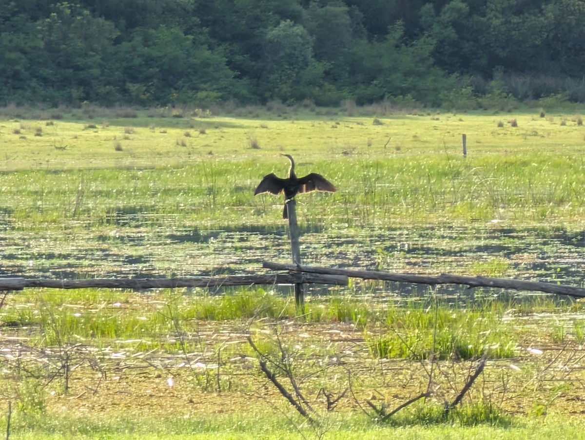 Anhinga - ML643420330