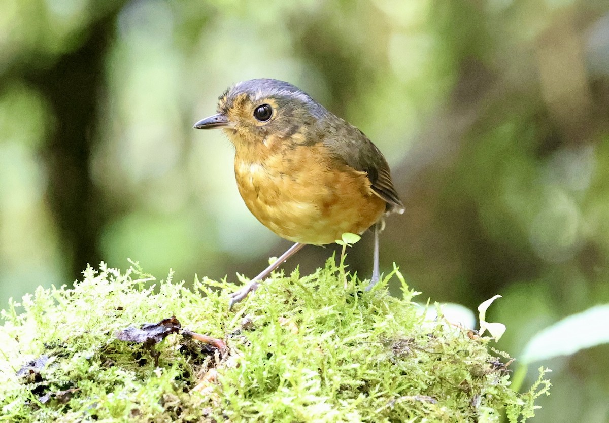 Slate-crowned Antpitta - ML643420334