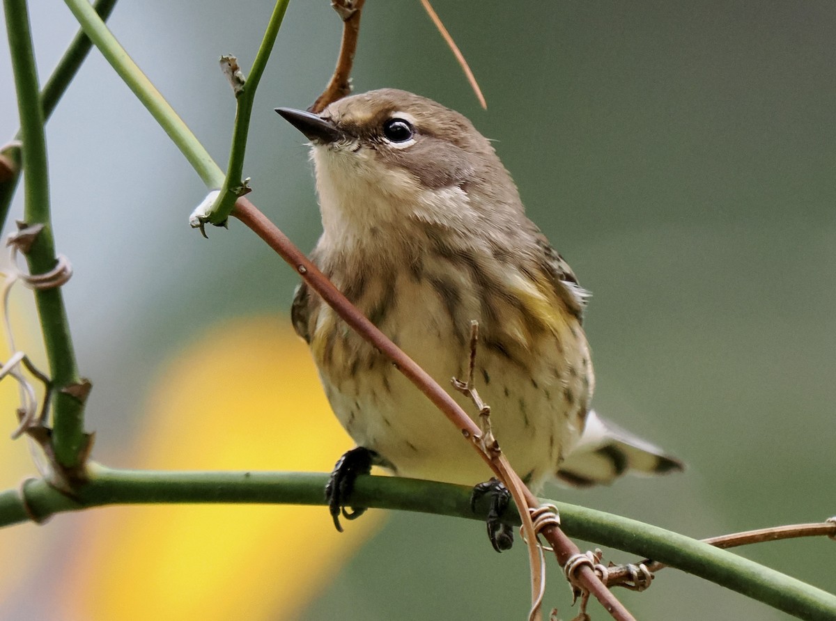 Yellow-rumped Warbler - ML643420360