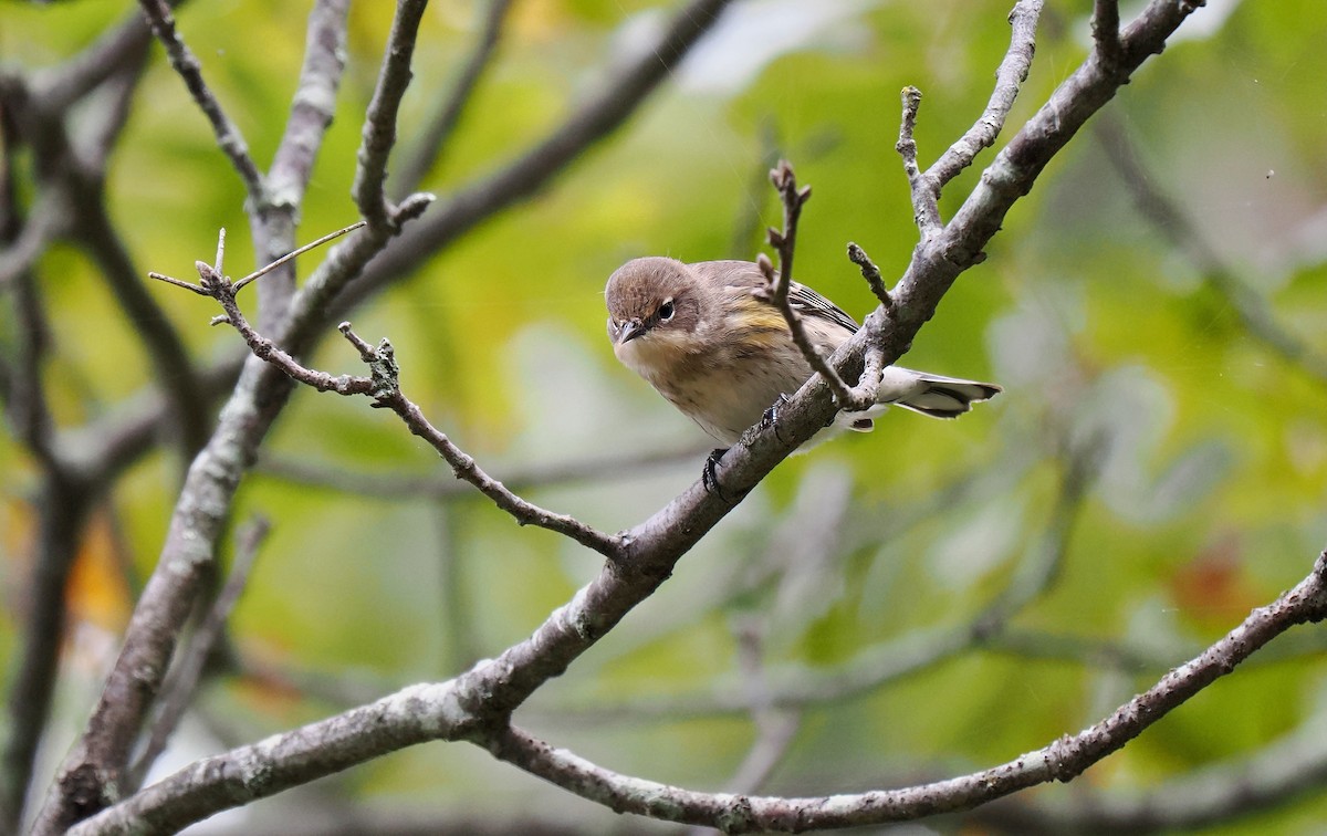 Yellow-rumped Warbler - ML643420362