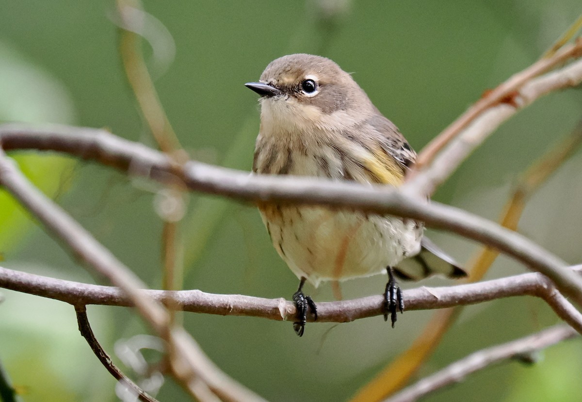 Yellow-rumped Warbler - ML643420363
