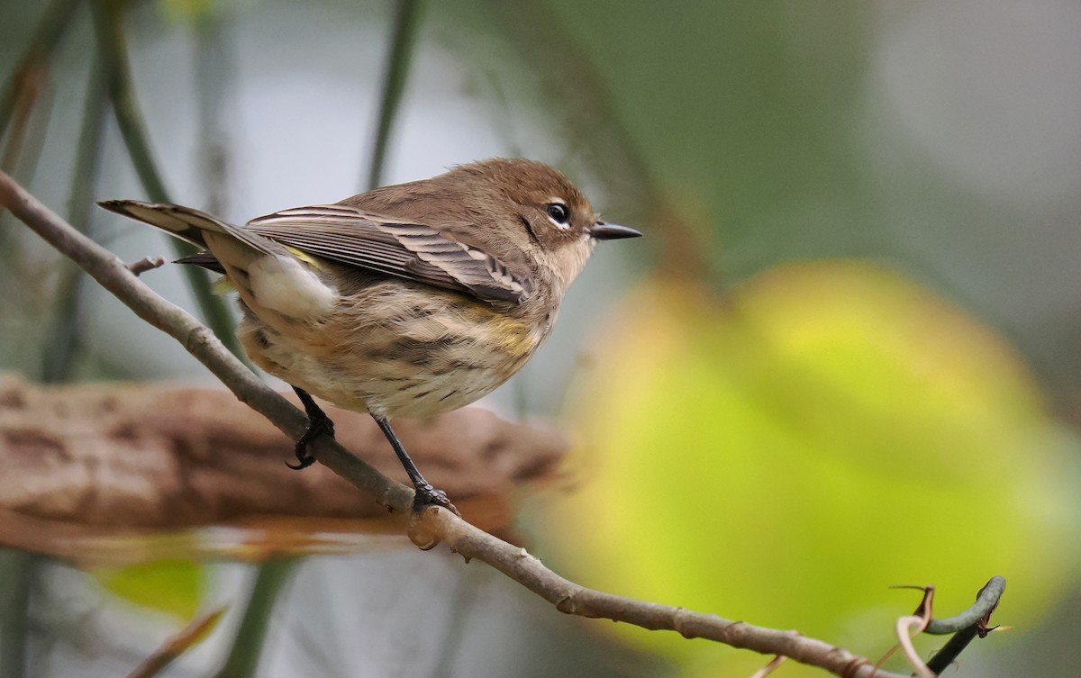 Yellow-rumped Warbler - ML643420364