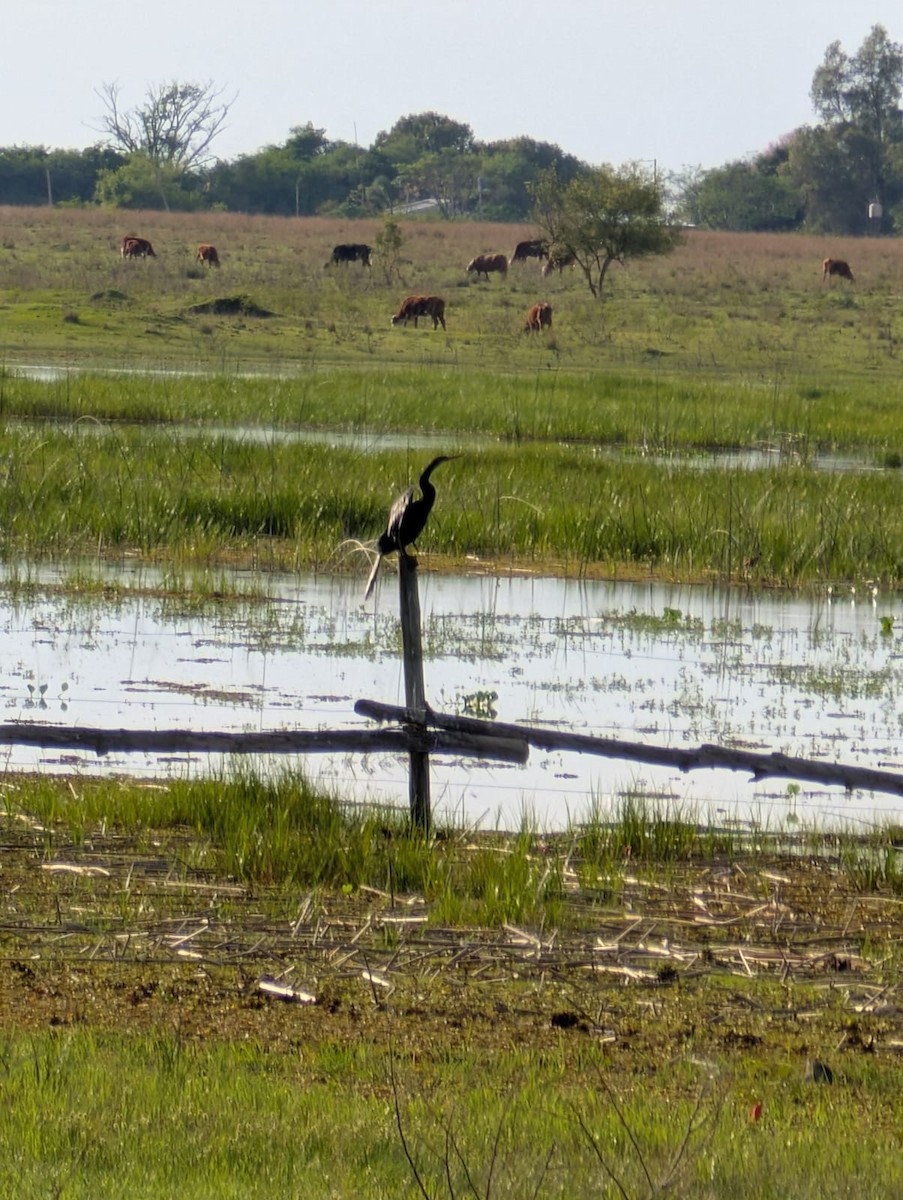 Anhinga - ML643420374