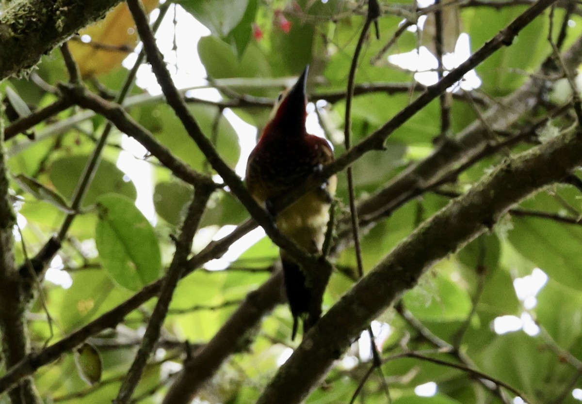 Crimson-mantled Woodpecker - ML643420375