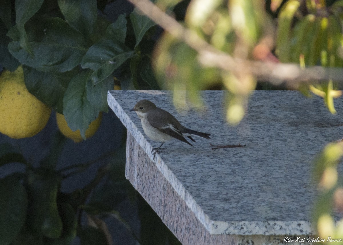 European Pied Flycatcher - ML643420381