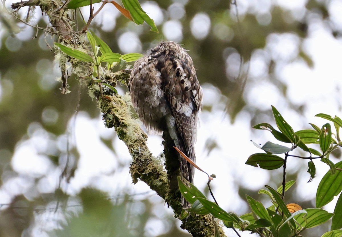 Common Potoo - ML643420385