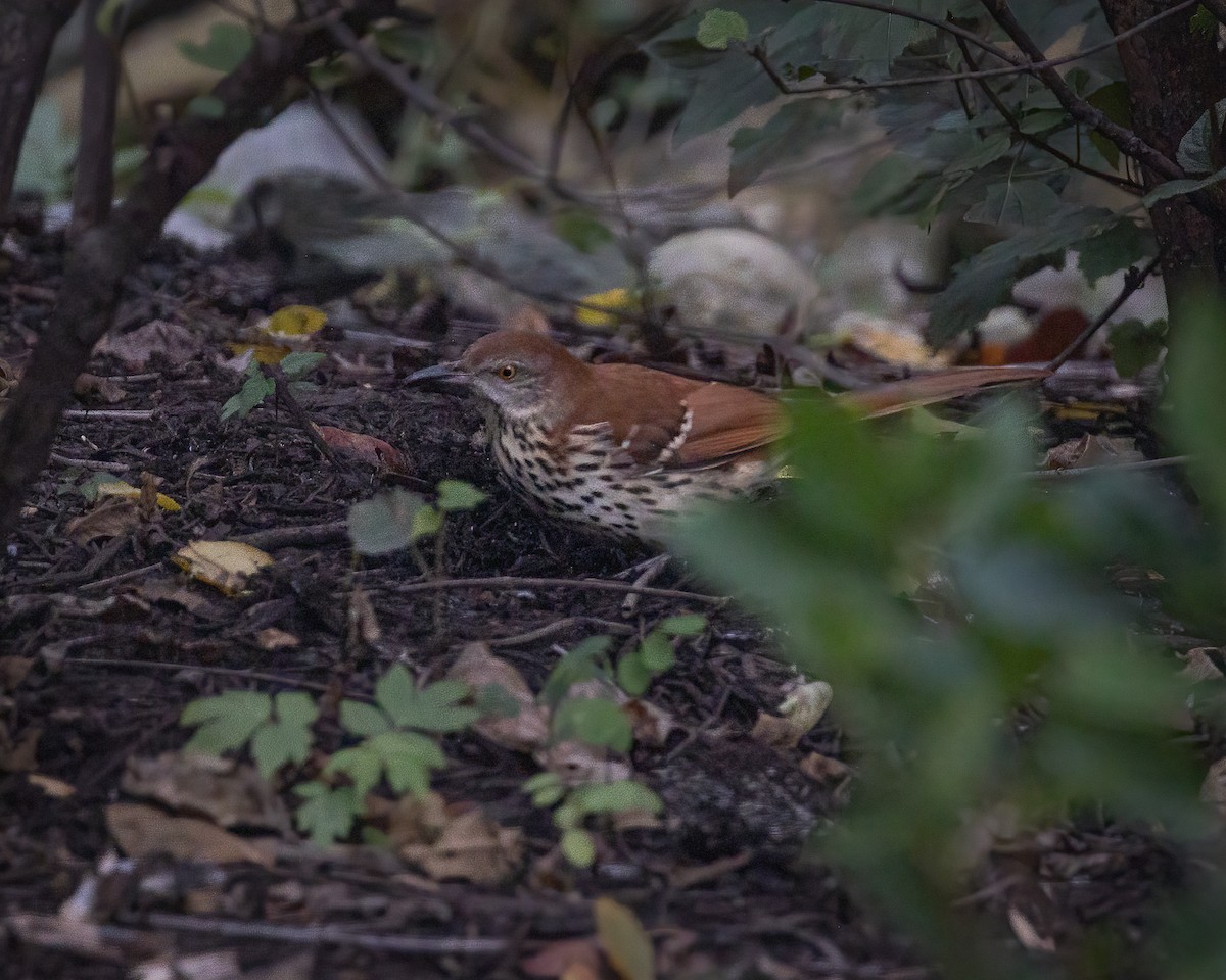 Brown Thrasher - ML643420396