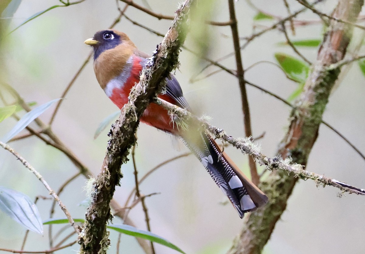 Masked Trogon - ML643420400