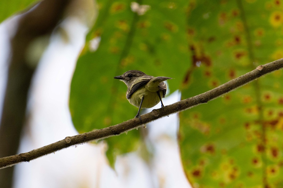 Forest Elaenia - ML643420401