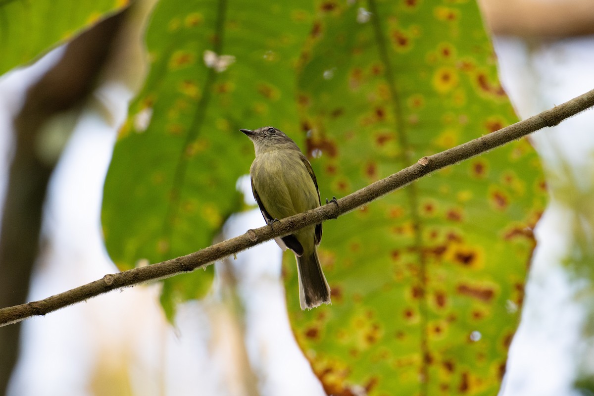 Forest Elaenia - ML643420402