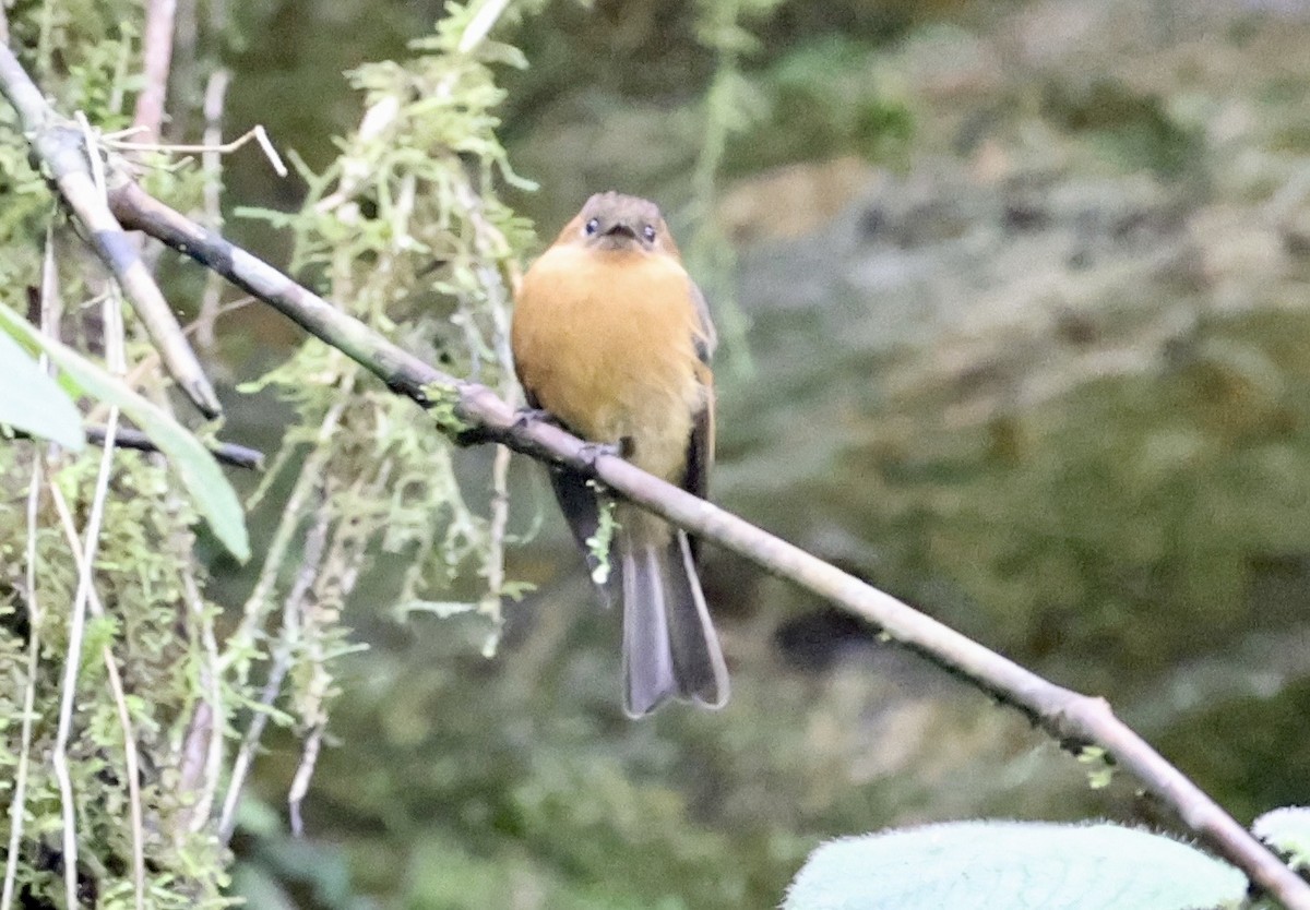 Cinnamon Flycatcher - ML643420406