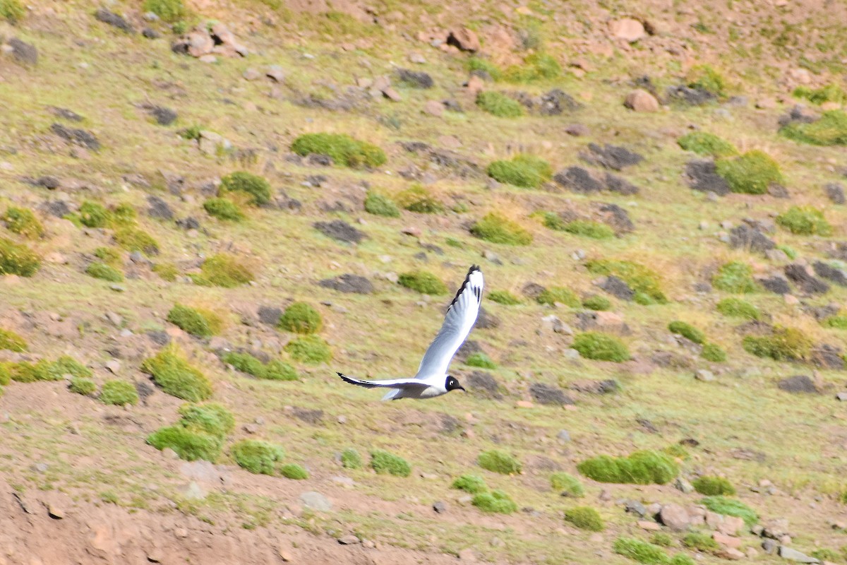 Mouette des Andes - ML643420408