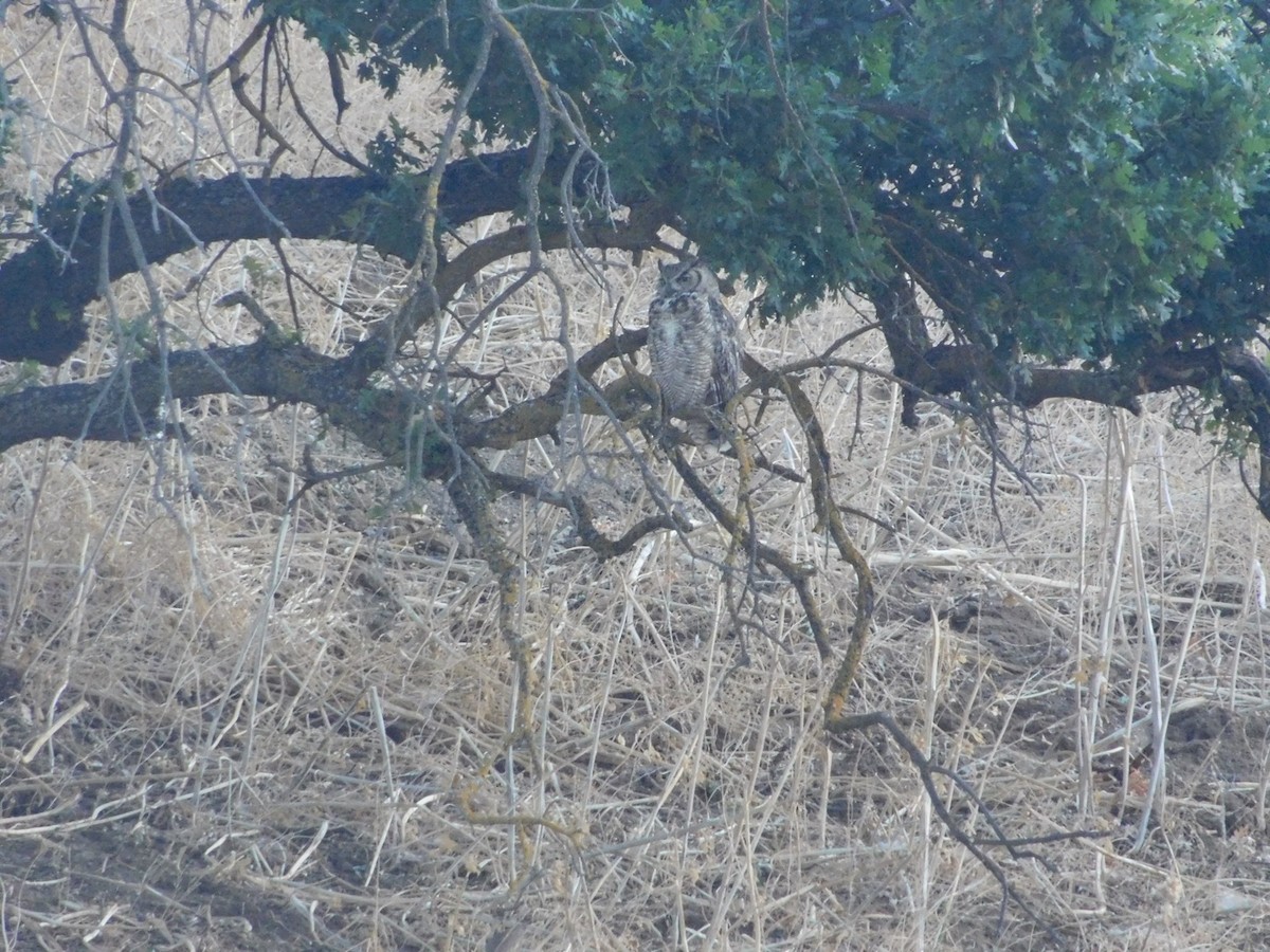 Great Horned Owl - ML64342041