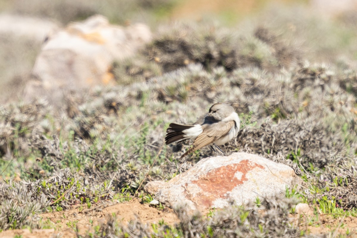 Чернолобая дормилона - ML643420414