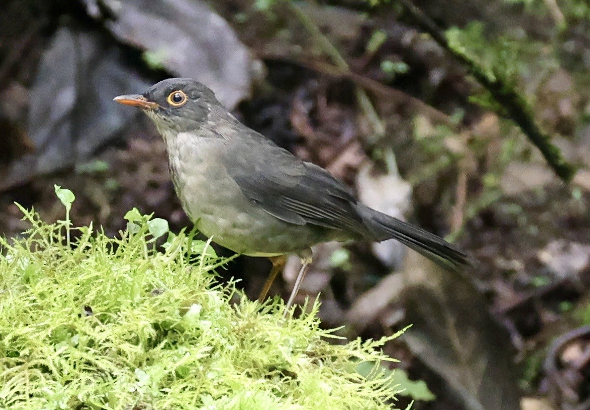 Slaty-backed Nightingale-Thrush - ML643420415