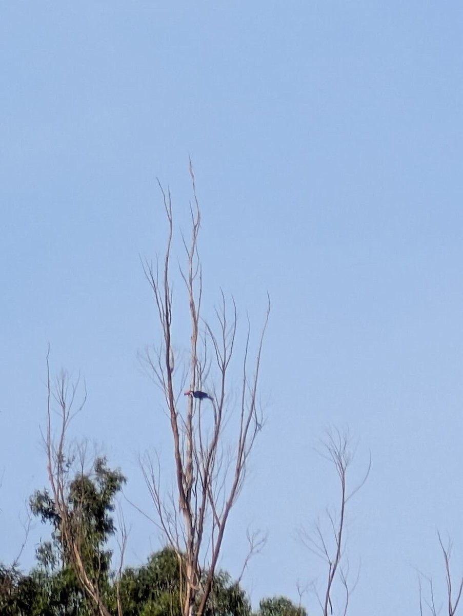 Toco Toucan - ML643420416