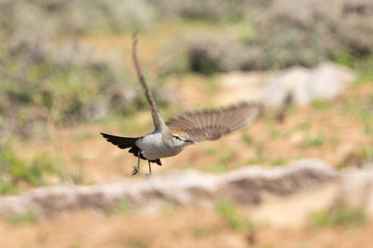 White-browed Ground-Tyrant - ML643420417