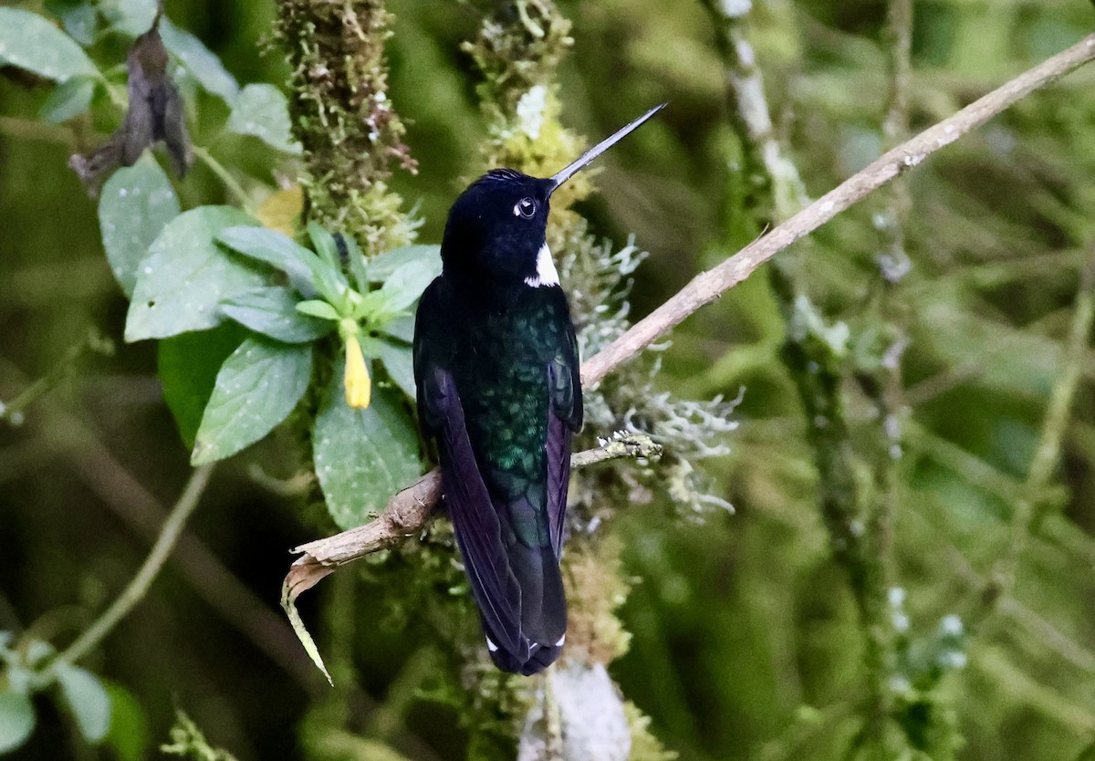 Collared Inca - ML643420445