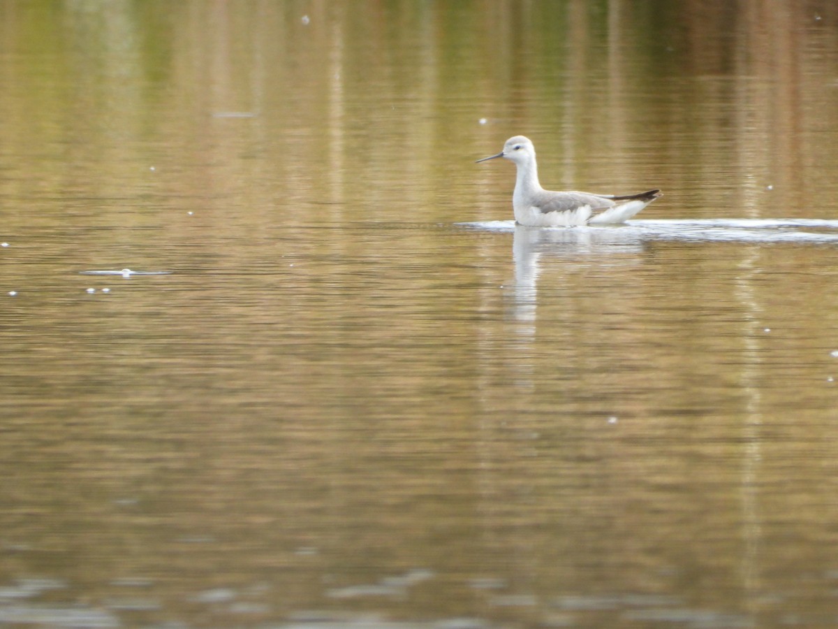 Phalarope de Wilson - ML643420446