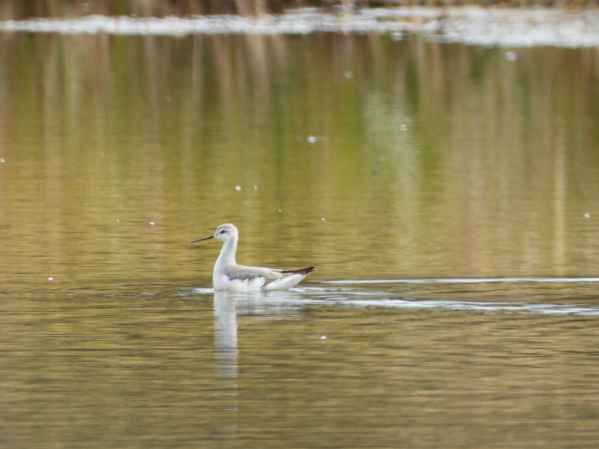 Phalarope de Wilson - ML643420447