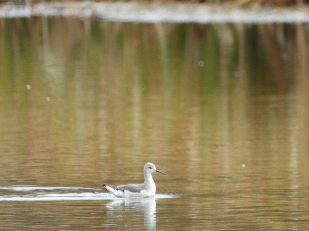 Phalarope de Wilson - ML643420448