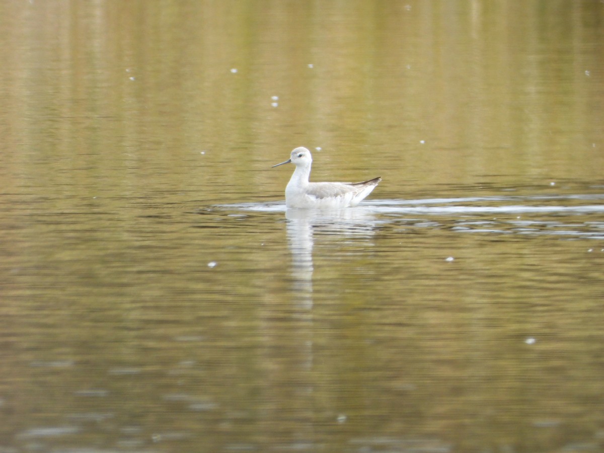 Phalarope de Wilson - ML643420449