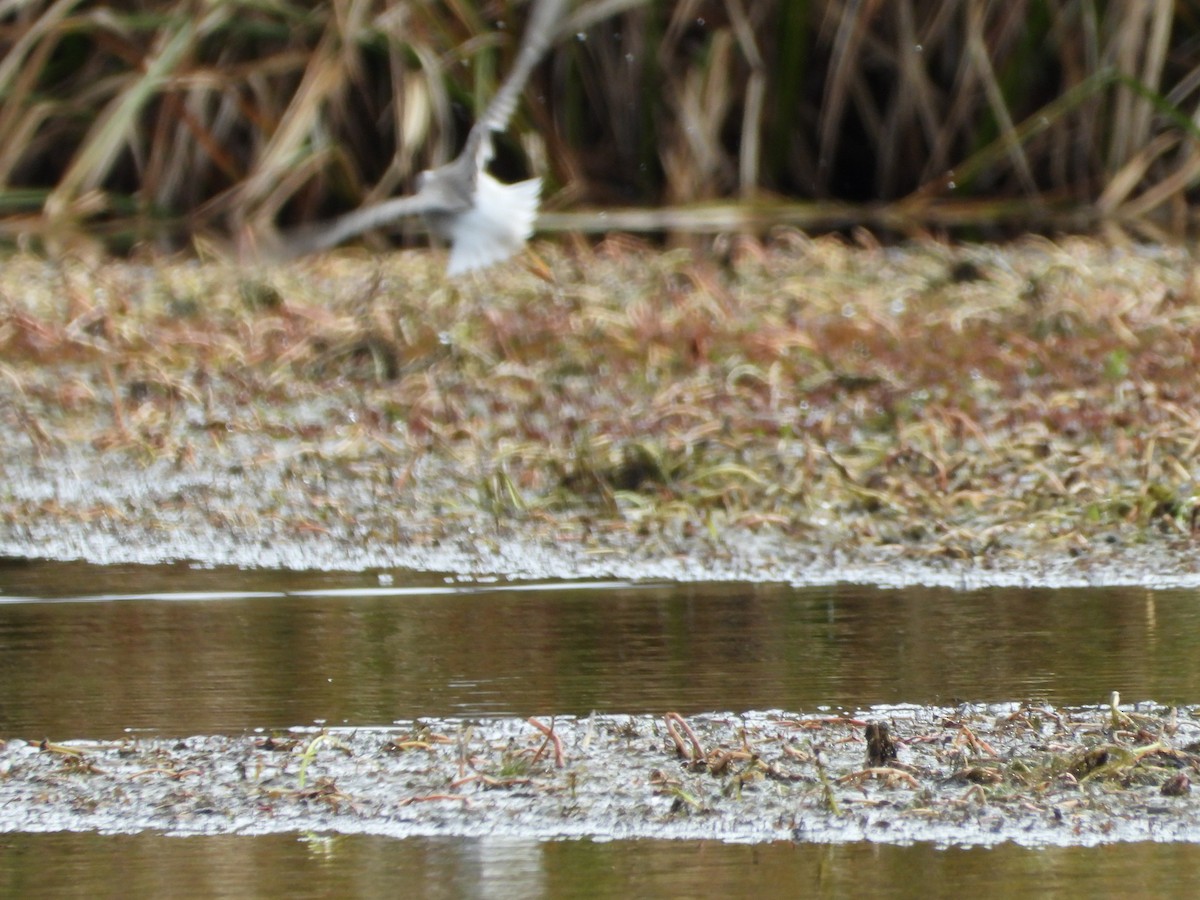 Phalarope de Wilson - ML643420451