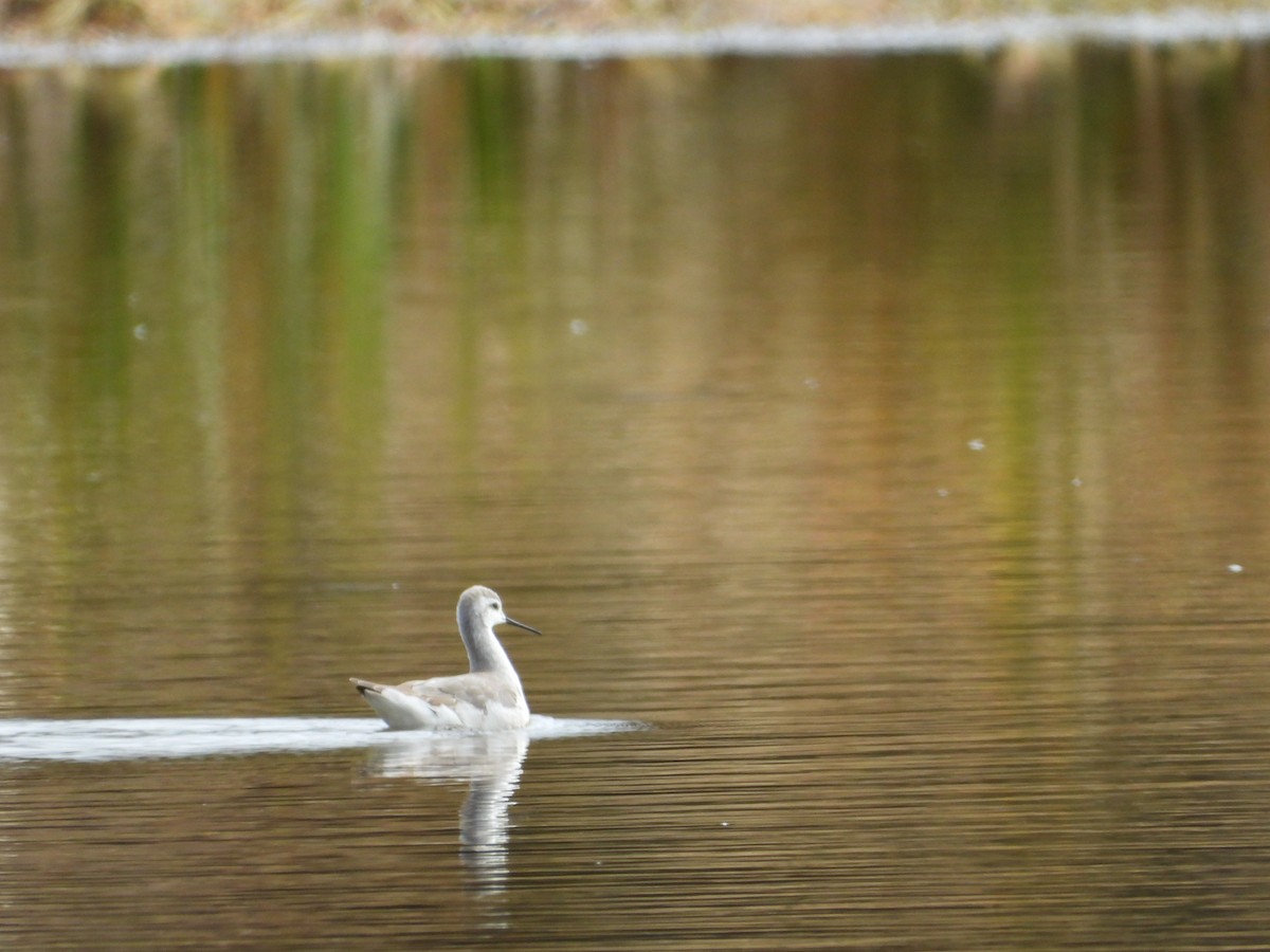Phalarope de Wilson - ML643420452