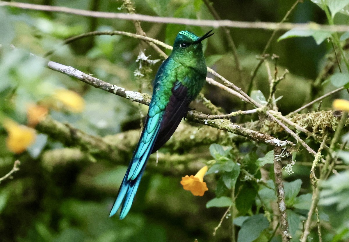 Long-tailed Sylph - ML643420456
