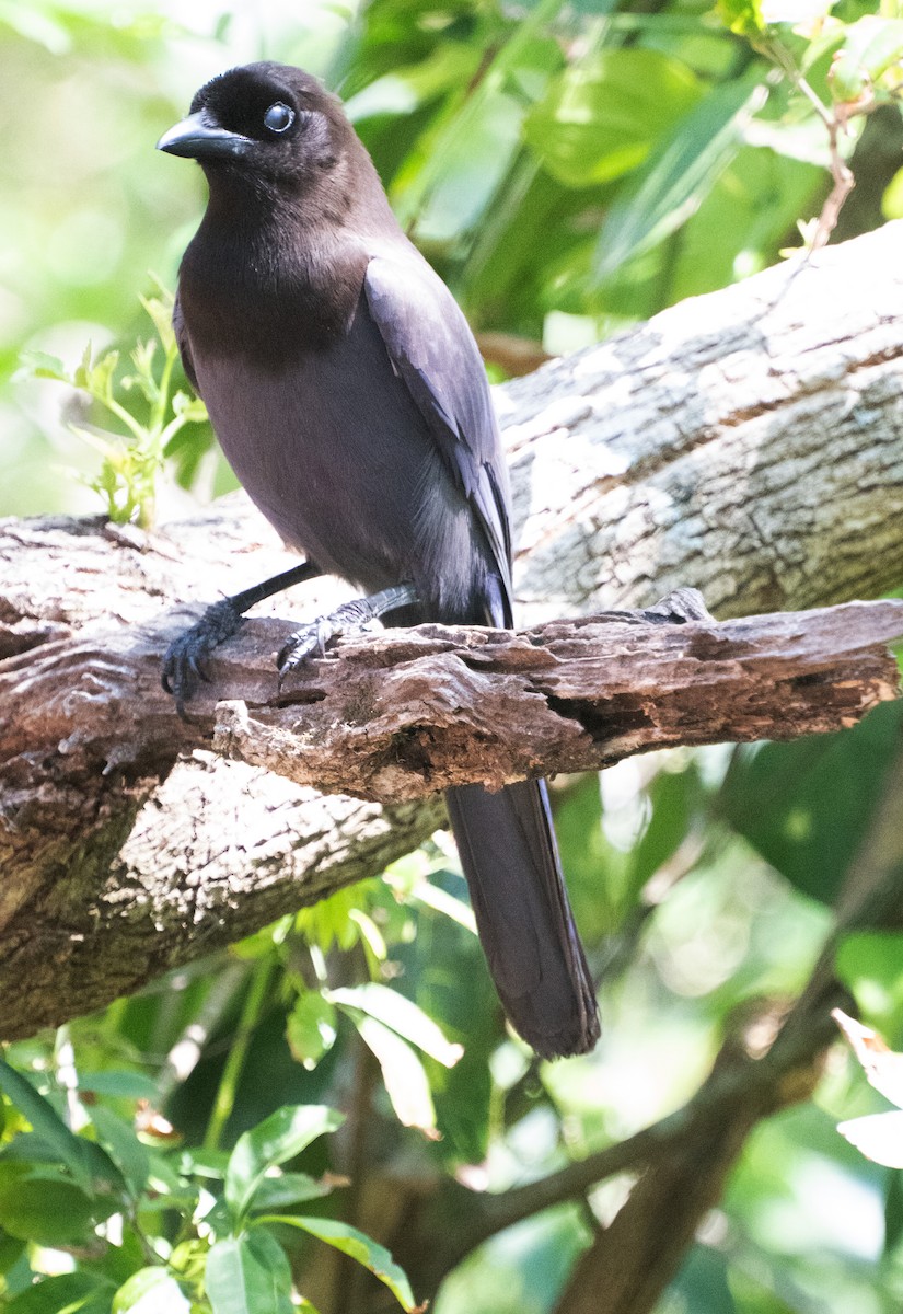 Purplish Jay - ML643420457