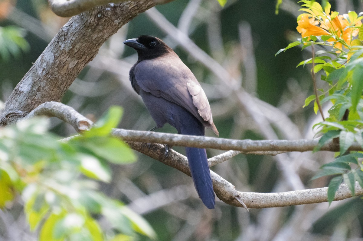 Purplish Jay - ML643420464