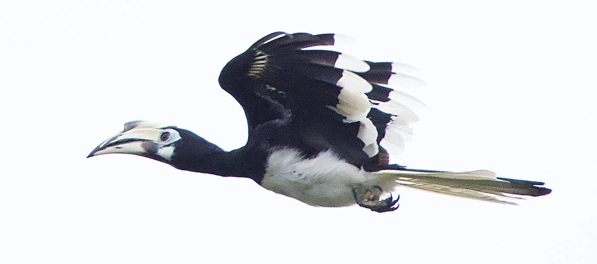 Oriental Pied-Hornbill - ML643420471