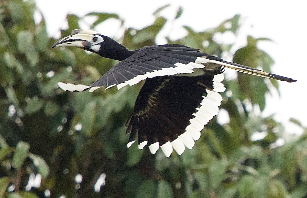 Oriental Pied-Hornbill - ML643420472