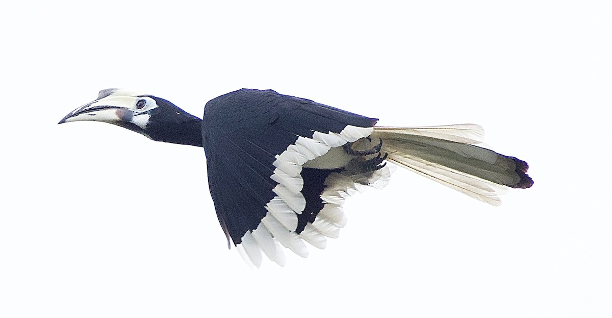 Oriental Pied-Hornbill - ML643420473