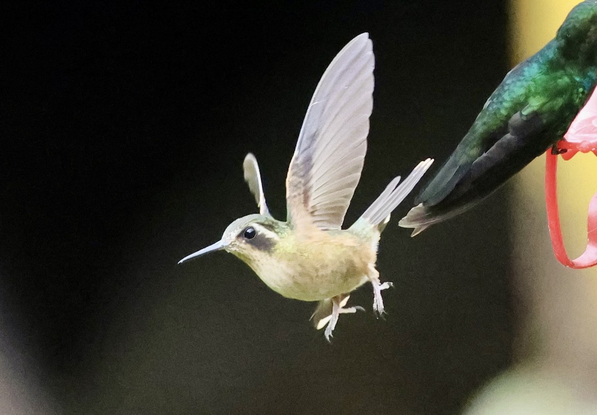Speckled Hummingbird - ML643420490
