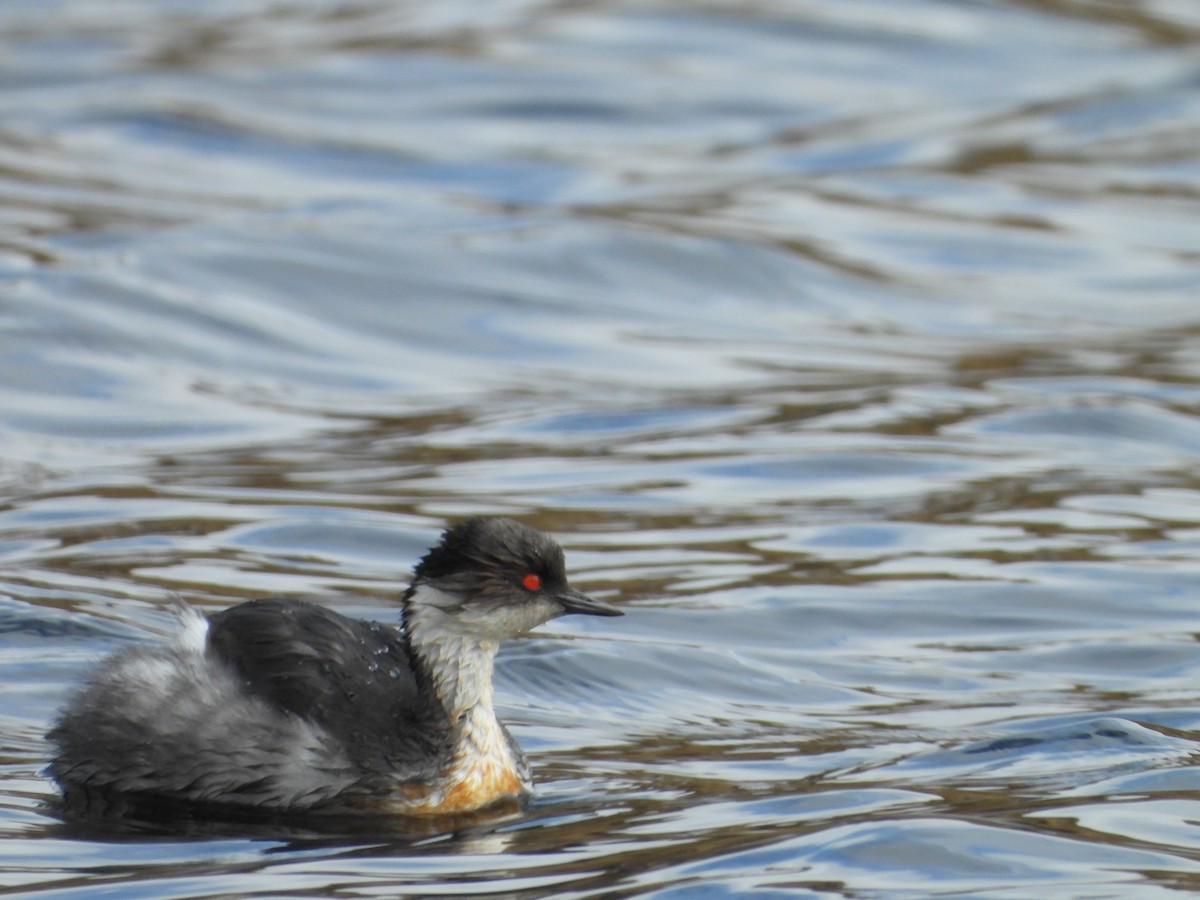 Silvery Grebe - ML643420502