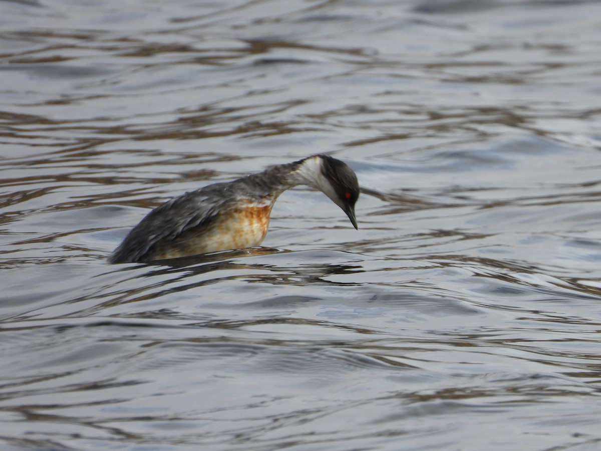 Silvery Grebe - ML643420505