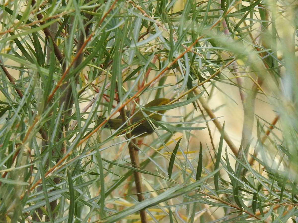 Wilson's Warbler - ML643420537