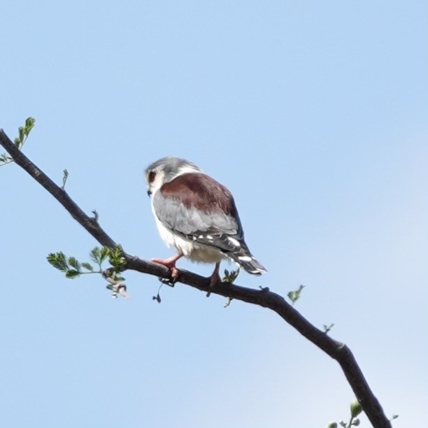 Pygmy Falcon - ML643420546