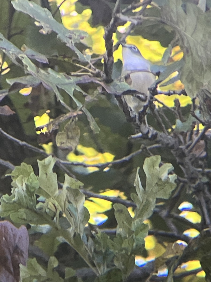 Blue-headed Vireo - ML643420547