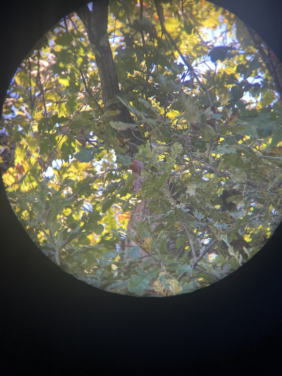 Blue-headed Vireo - ML643420548