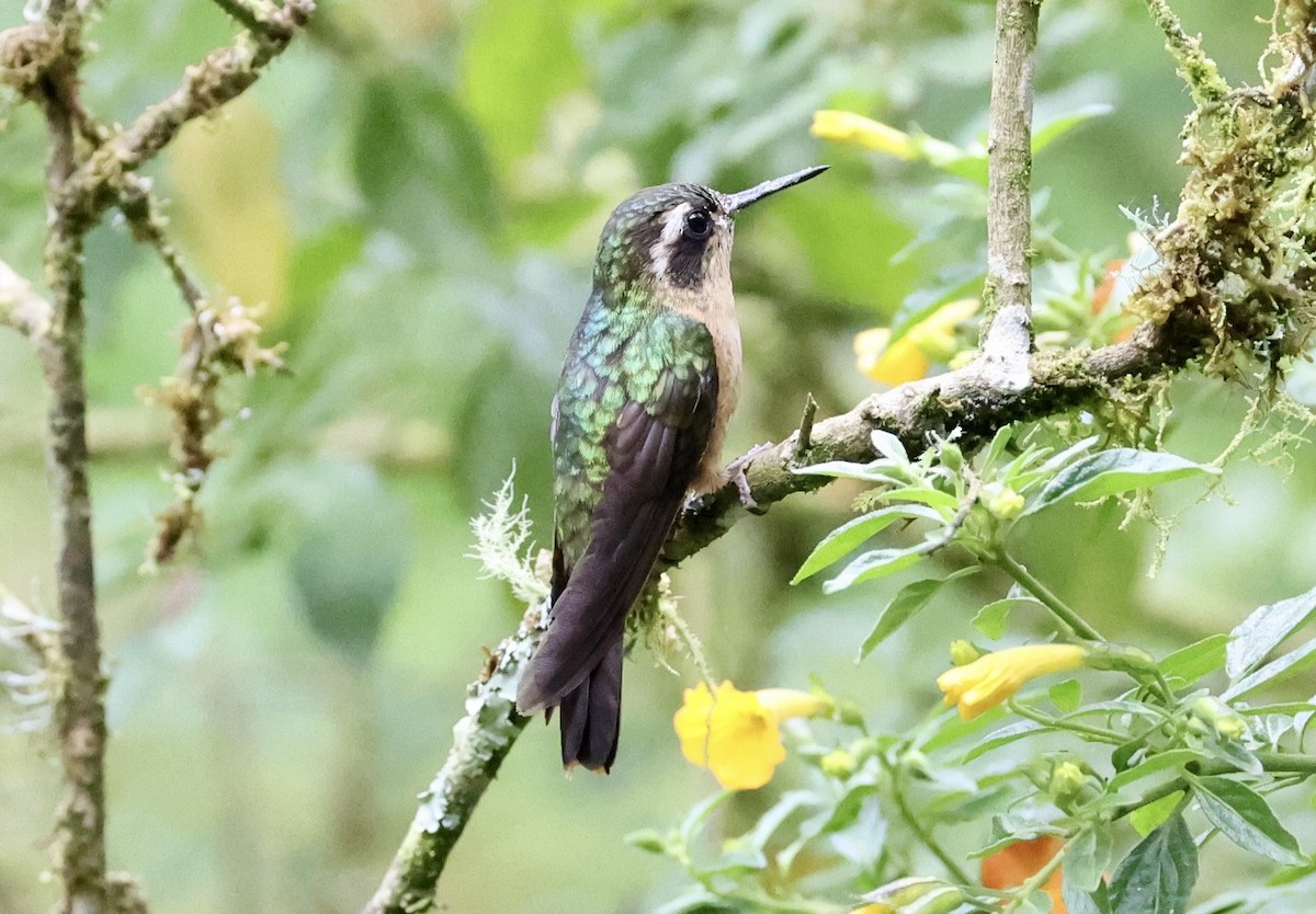 Speckled Hummingbird - ML643420563