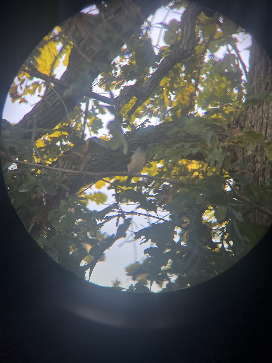 Tufted Titmouse - ML643420570