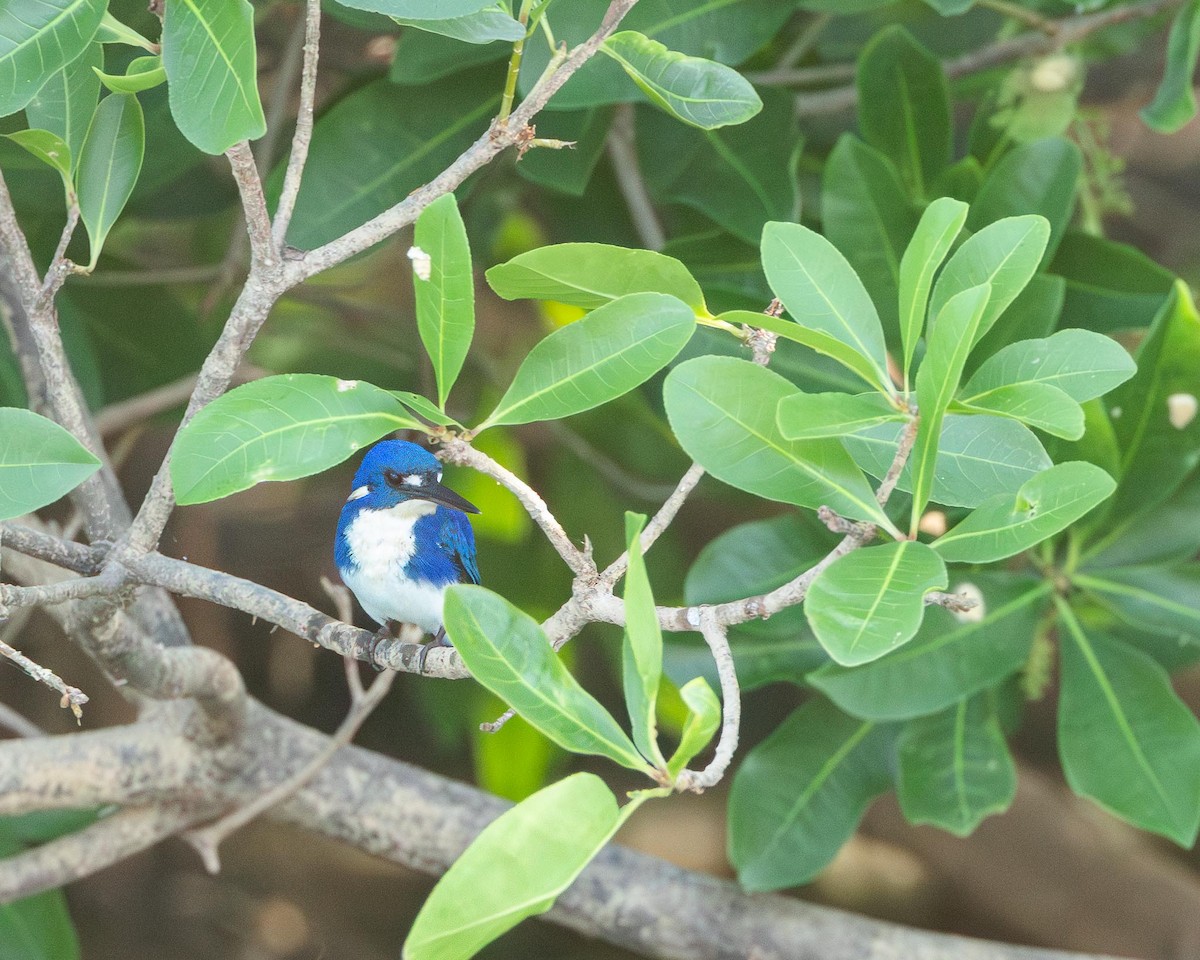 Little Kingfisher - ML643420571