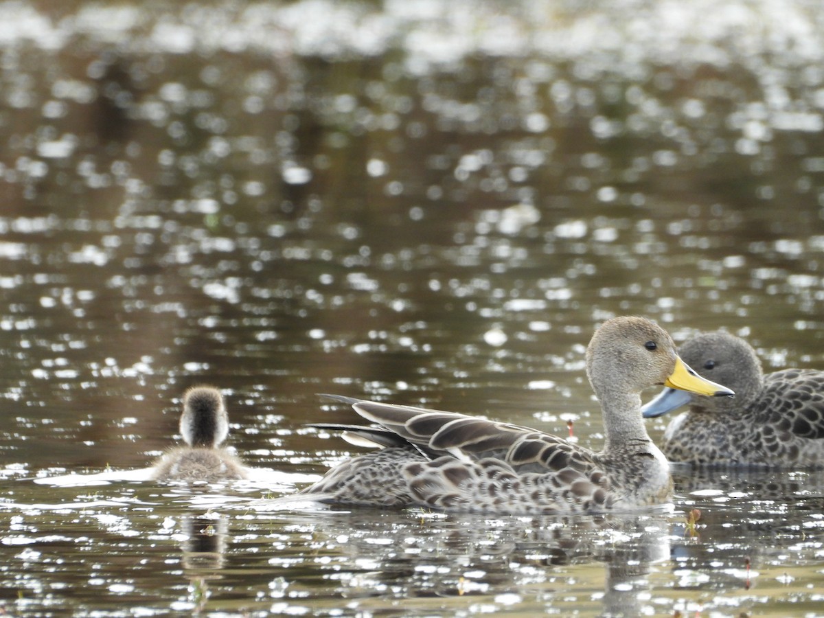 Yellow-billed Pintail - ML643420585