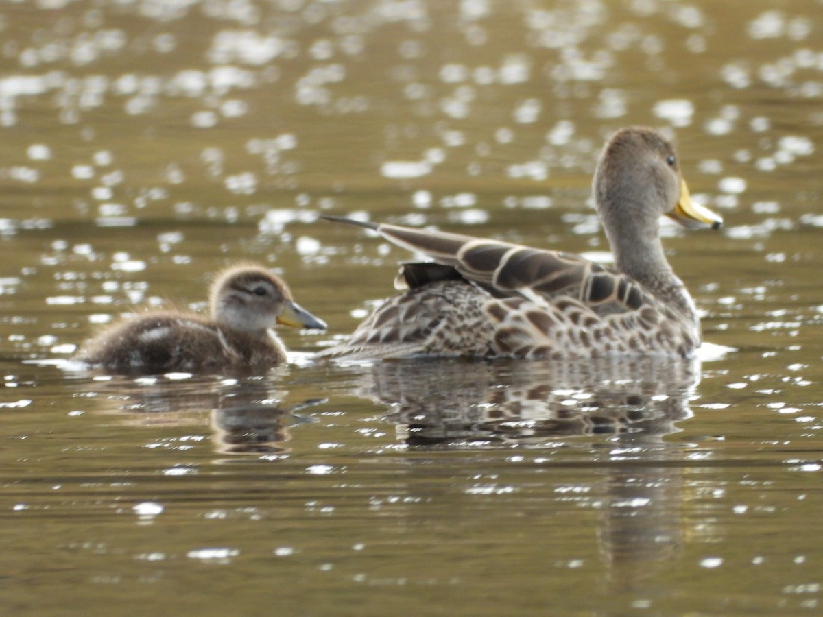 Yellow-billed Pintail - ML643420588