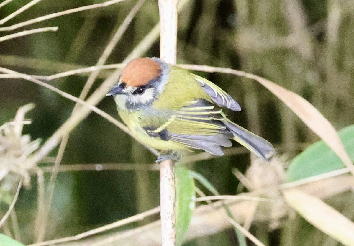 Rufous-crowned Tody-Flycatcher - ML643420589